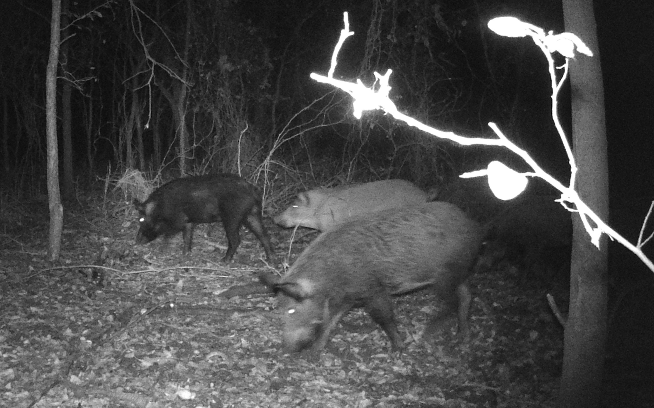 3 Hogs2